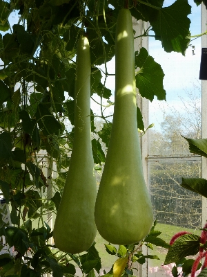 Foto Planta vine fruta flor