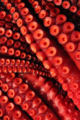 Sea ocean flower petal Photo