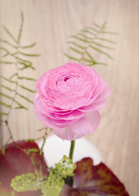 Blossom plant flower purple