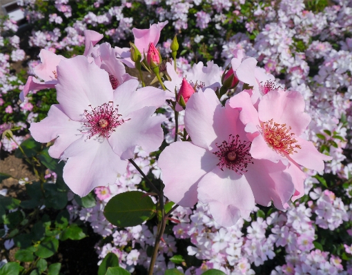 Branch blossom plant flower Photo