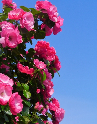 Blossom plant flower petal Photo