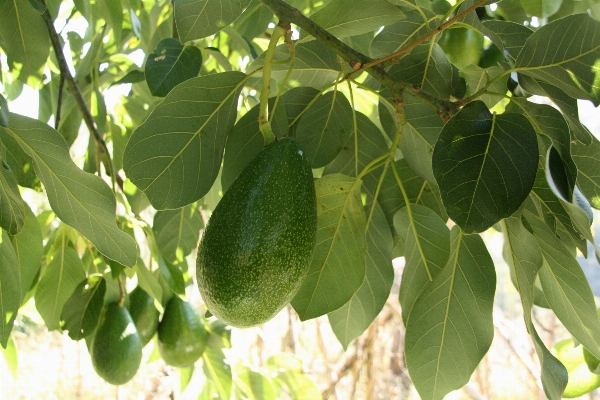 Tree branch plant fruit Photo