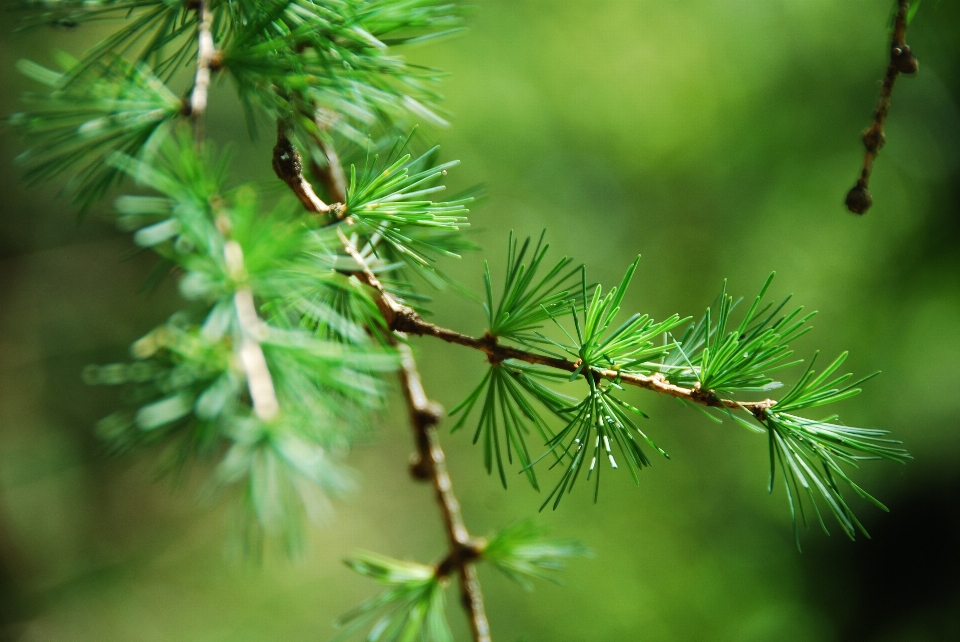 Albero natura erba ramo