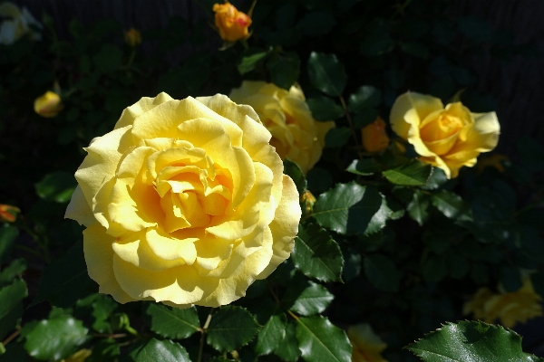 Plant flower petal rose Photo