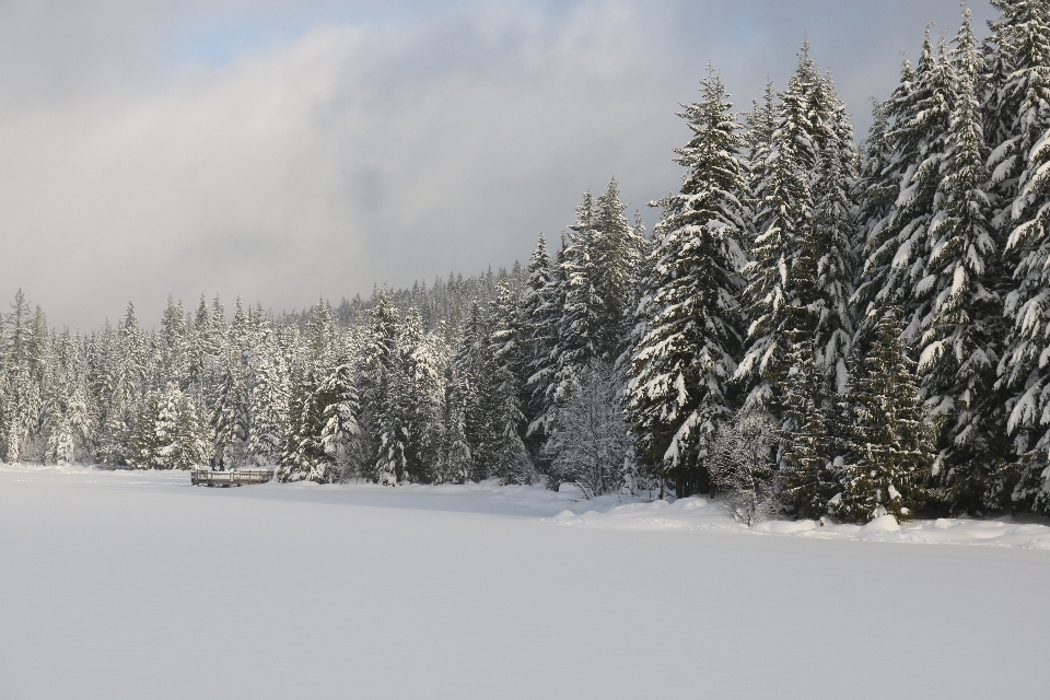 árvore floresta montanha neve