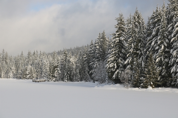 Photo Arbre forêt montagne neige