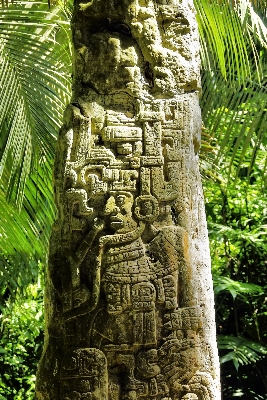 Tree rock trunk stone Photo