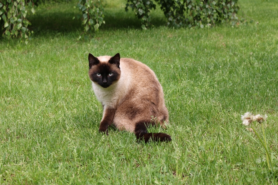 Gato mamífero fauna animal domestico
