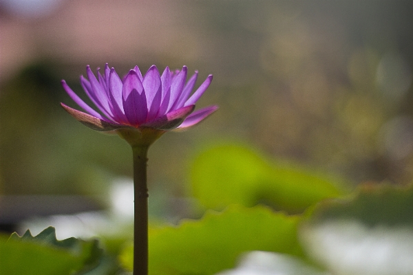 Nature blossom plant wood Photo