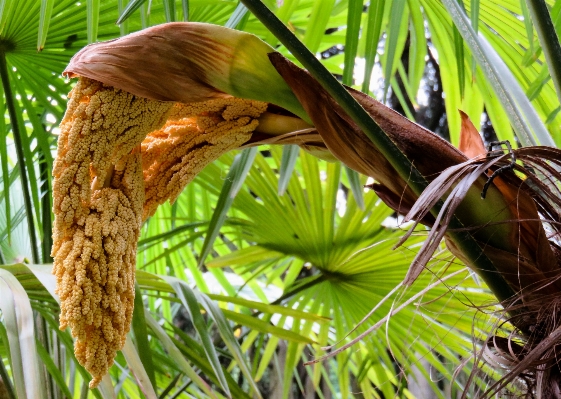 Tree grass branch blossom Photo