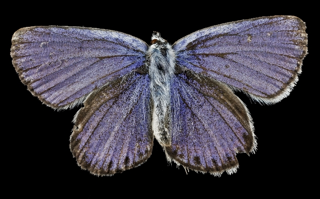 Nature wing petal wildlife Photo