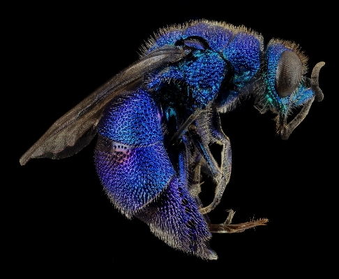 Flower fly insect macro Photo