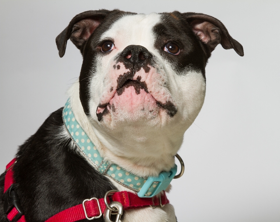 Preto e branco
 filhote de cachorro canino
