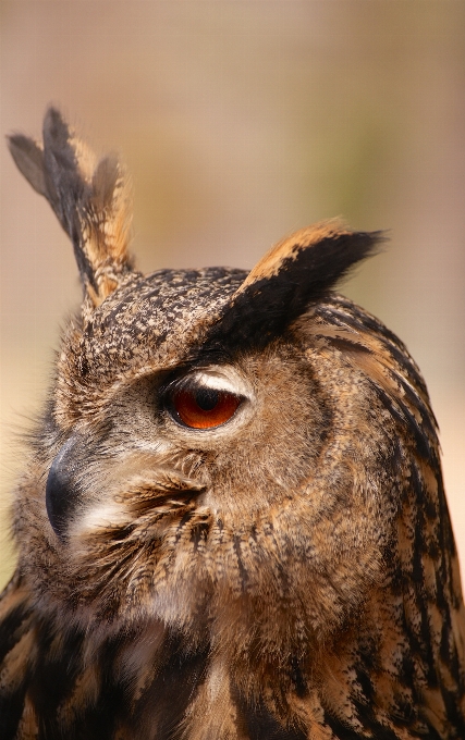 Natura uccello animale animali selvatici