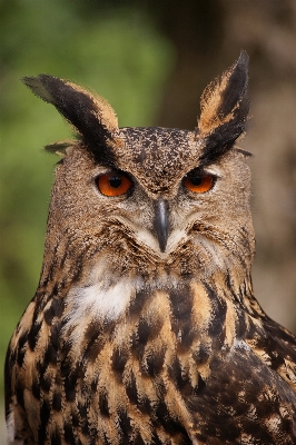 Bird wing animal wildlife Photo