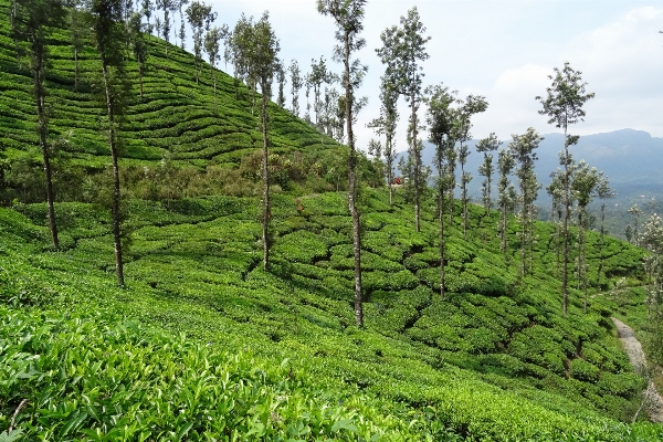 Foto Pohon hutan tanaman teh