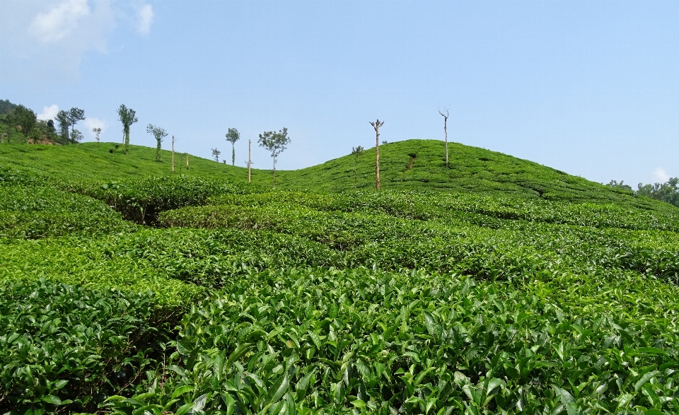 Rumput tanaman bidang peternakan