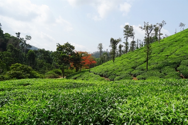 Grass plant field farm Photo