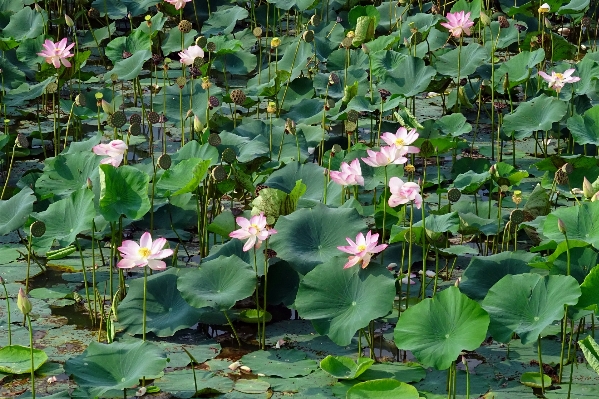 自然 花 植物 葉 写真