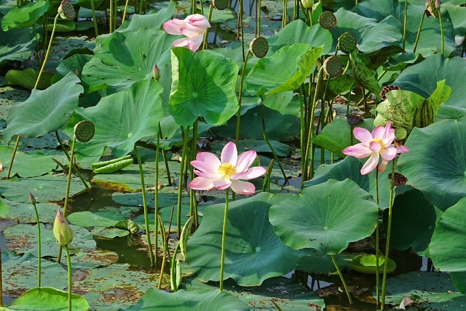 Natur blüte anlage blume