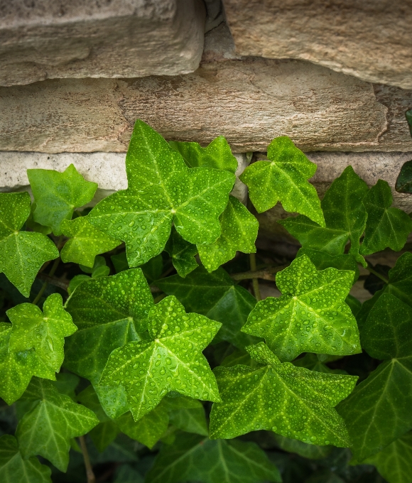 Natureza abstrato plantar vine