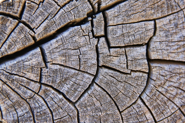 Tree branch abstract structure Photo