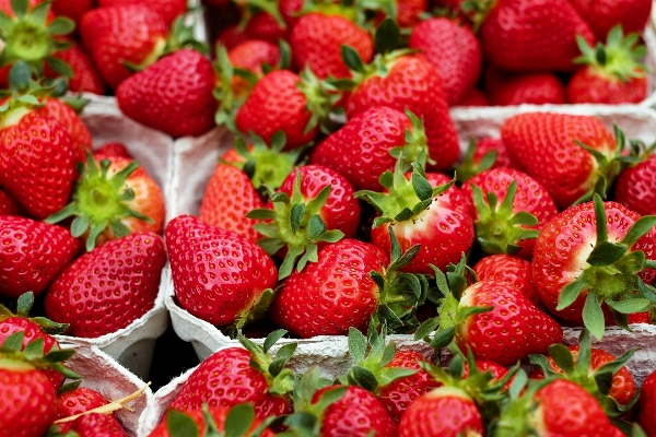 Plant raspberry fruit berry Photo