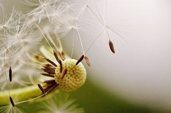 Nature branch blossom plant Photo