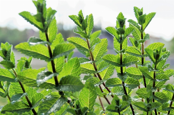 木 ブランチ 植物 お茶 写真