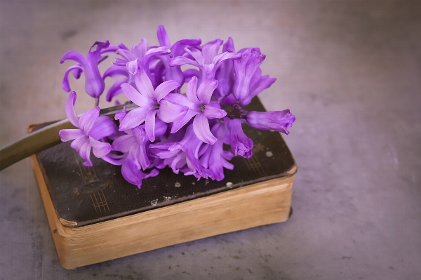 Book plant antique flower Photo