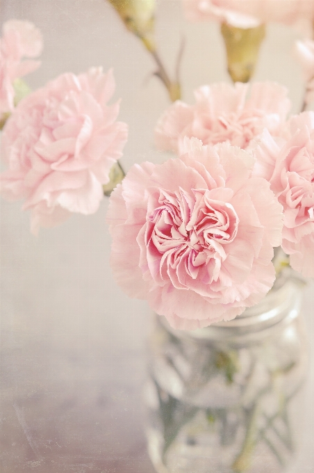 Blossom plant flower petal