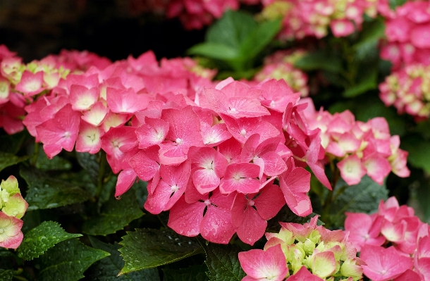 Plant rain leaf flower Photo