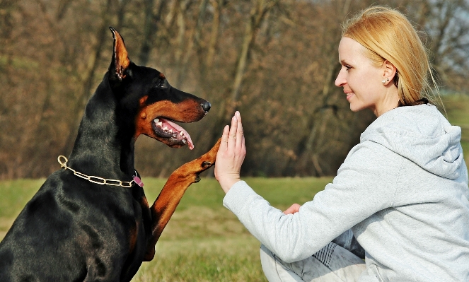 Foto Anjing cinta mamalia persahabatan
