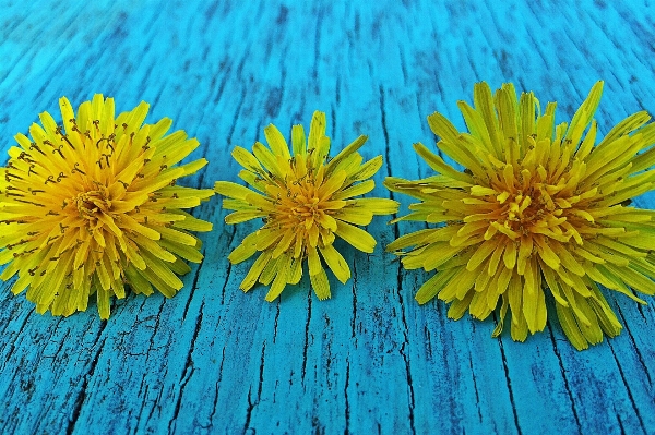 Plant dandelion leaf flower Photo