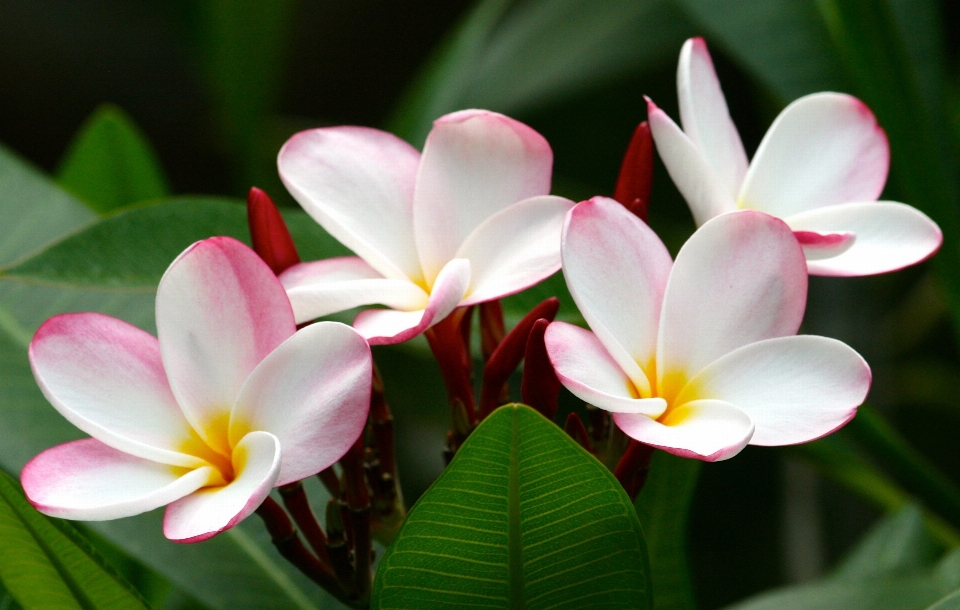 Nature blossom plant white