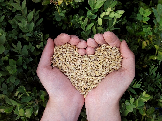 Hand nature grass plant Photo