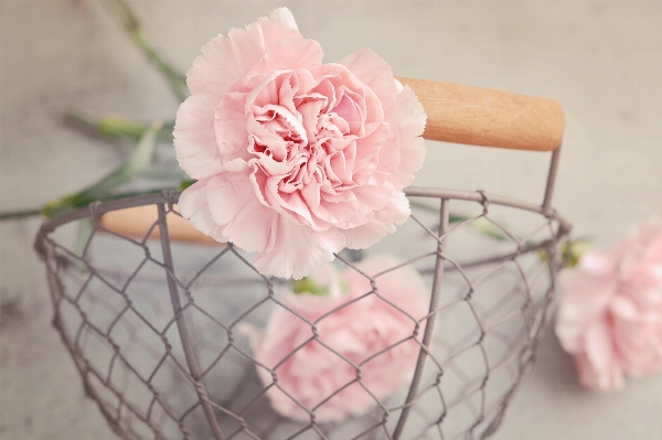 Plant flower petal basket Photo