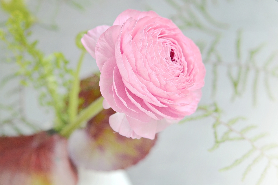 Blossom plant flower petal