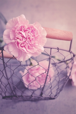 Plant flower petal basket Photo