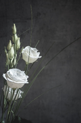 花 黒と白
 植物 白 写真