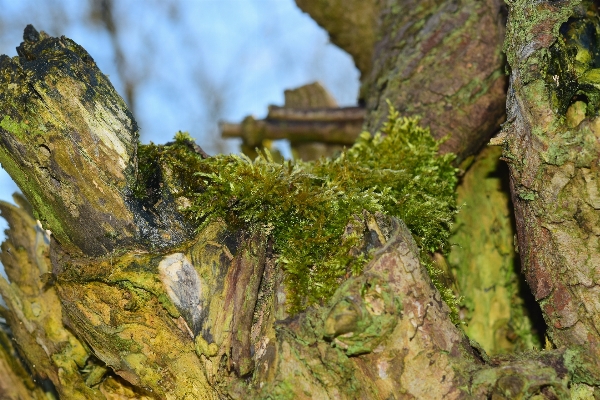 Tree nature forest rock Photo