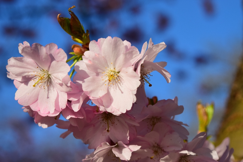 Tree nature branch blossom