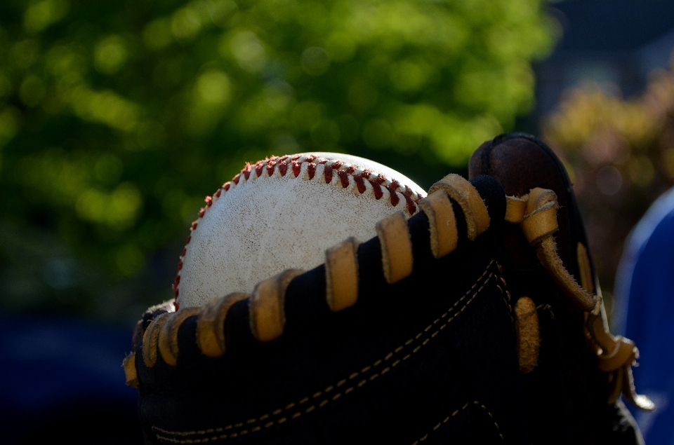 árbol béisbol guante deporte