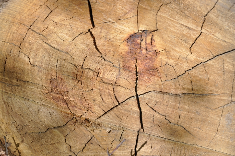 árbol madera textura piso