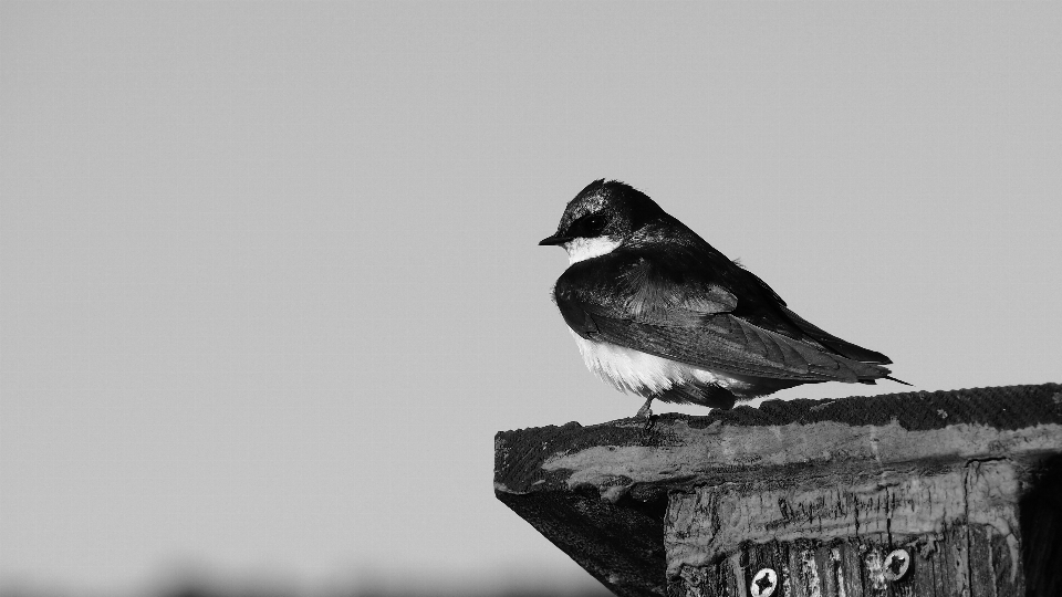 Natur vogel flügel schwarz und weiß
