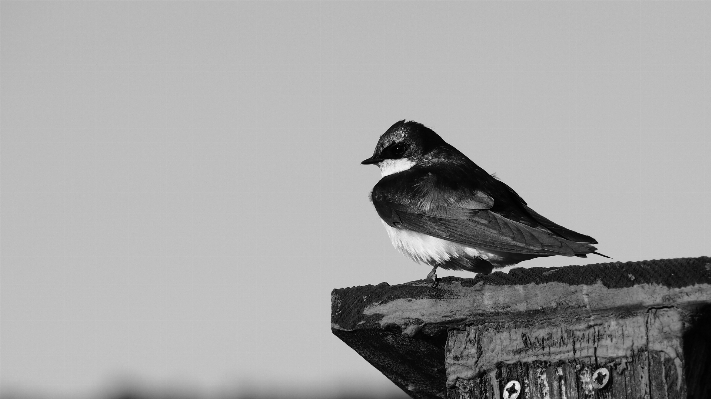 Foto Alam burung sayap hitam dan putih
