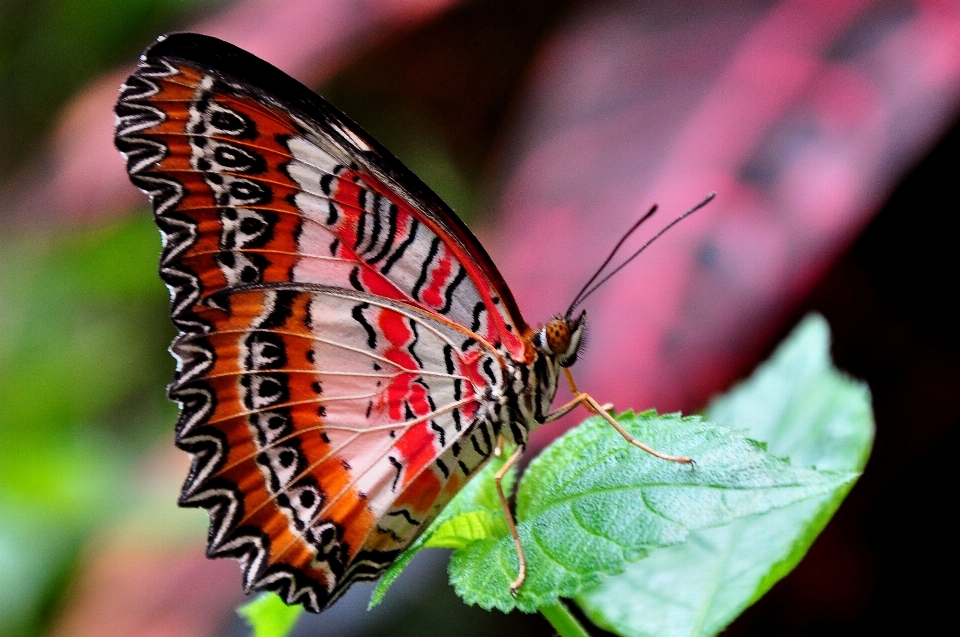 Natura skrzydło fotografia liść