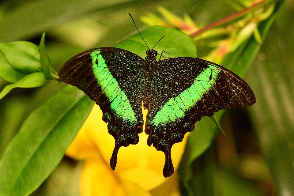 Nature wing leaf flower