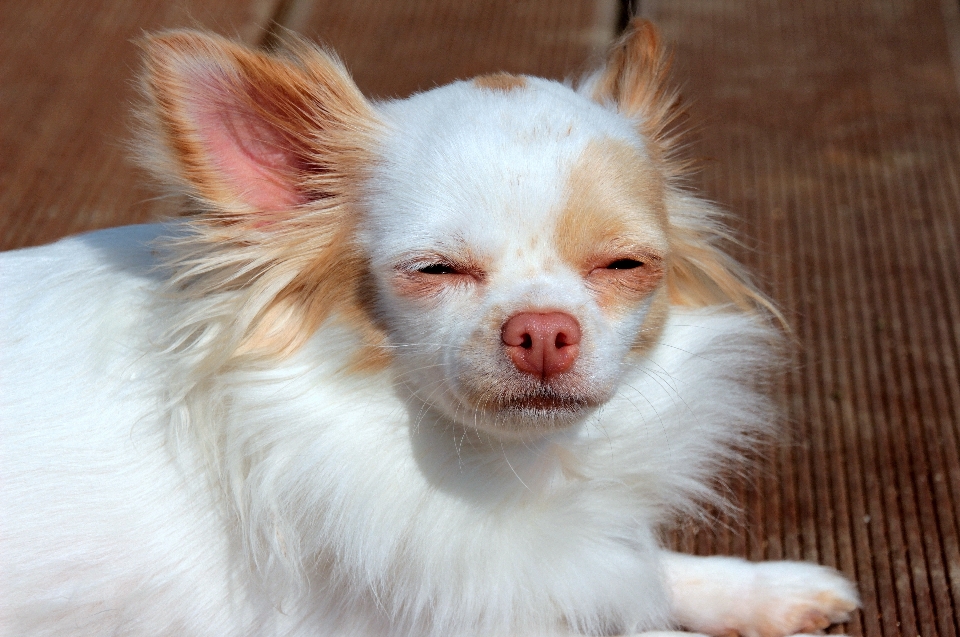 子犬 犬 かわいい 小さい