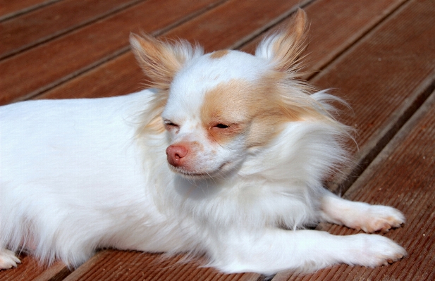 Foto Cucciolo cane carino piccolo